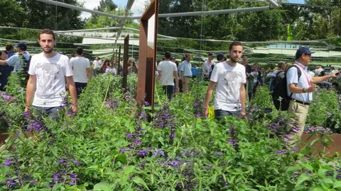 L’Instant chromatik propose, sur 415 m², plus de 2 500 plantes et 150 variétés de la gamme Facil’Eté ® de Graines Voltz. Le Cube aux miroirs donne une impression de champ infini de fleurs bleutées ; un choix stratégique car le bleu est une couleur minoritaire dans les gammes végétales et rare dans la nature. © LKP 